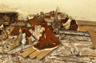 Dry Rot Remediation in Indianapolis, IN