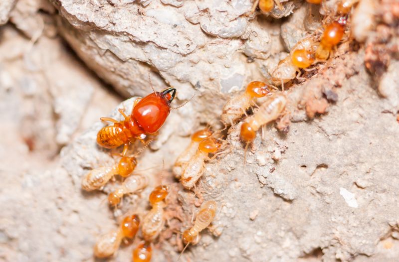 Termite Damage Repair Service in Boulder, CO