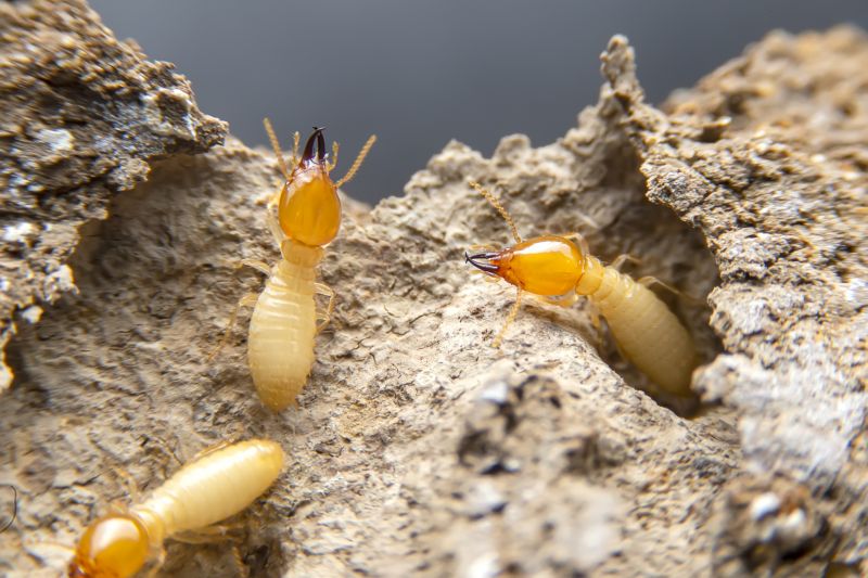 Pest Damage Repair in Boulder, CO