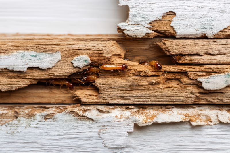 Pest Damage Repair in Alpharetta, GA