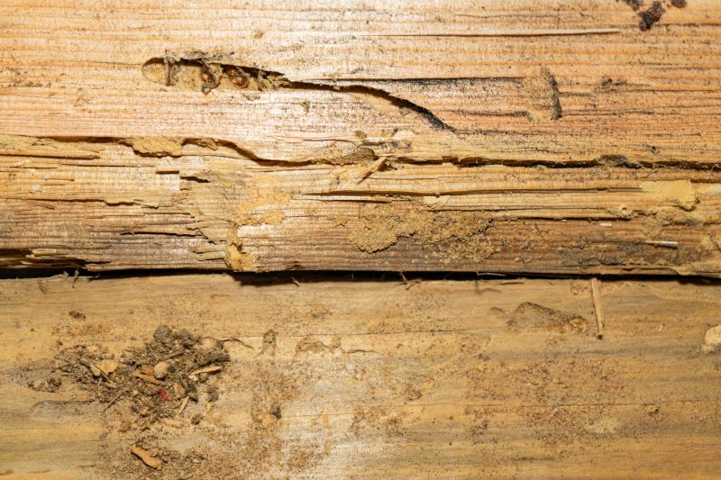 Pest Damage Repair in Longmont, CO