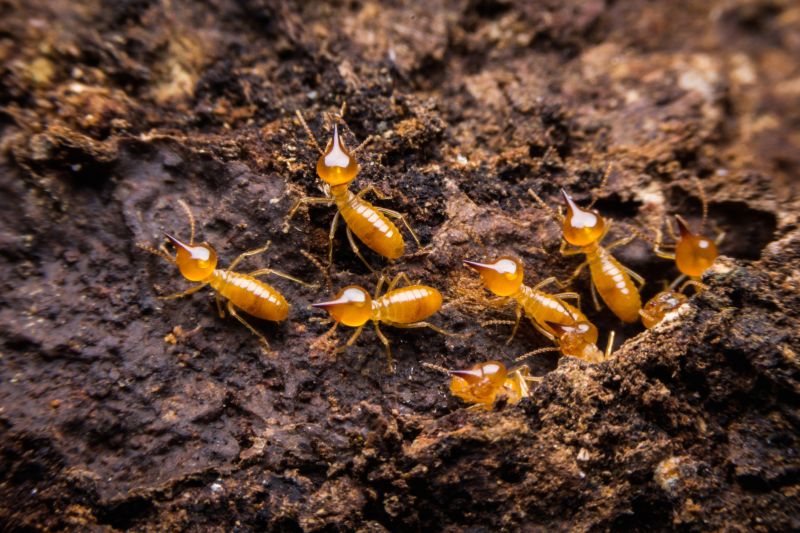 Termite Damage Repair Service in Boulder, CO