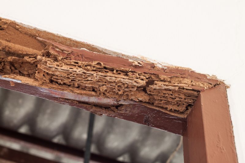 Wood Decay Removal in Littleton, CO