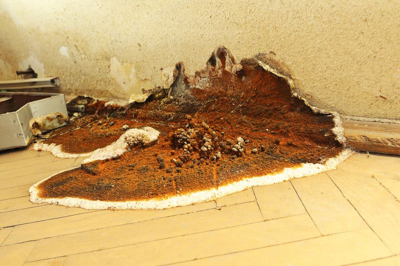 Wood Decay Repair in Denver County, CO